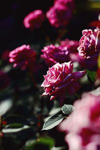 Close-up of pink rose