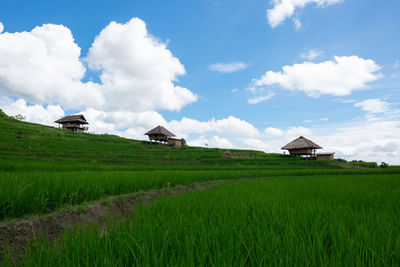 Scenic view of agricultural field against sky