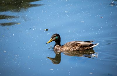 Side view of a duck swimming in lake