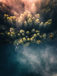 Aerial view of forest in foggy weather