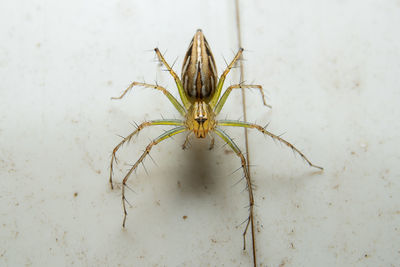 Close-up of spider on wall