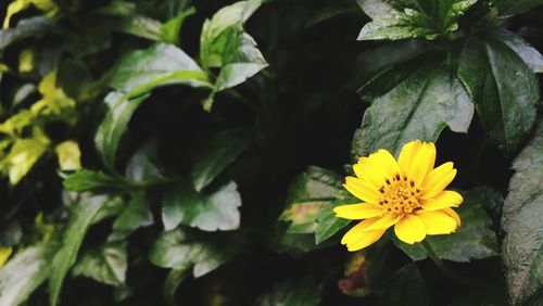 Close-up of yellow flowers