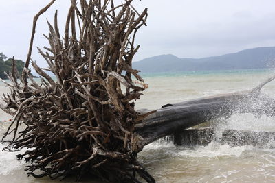 Close-up of driftwood on beach against sky