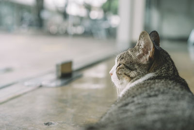 Close-up of cat relaxing on floor