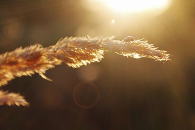 Close-up of plant against sunset