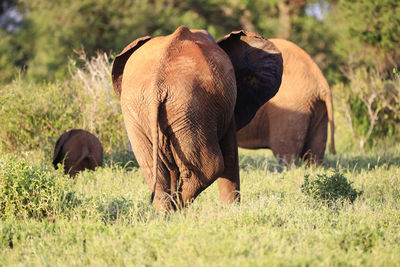 Elephant in a field