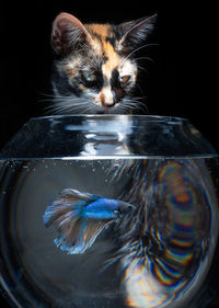 Close-up of fish swimming in glass