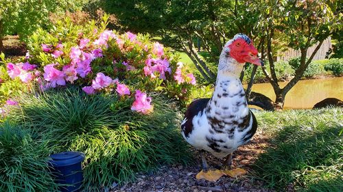 View of a bird on field