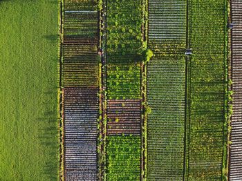 Full frame shot of agricultural field