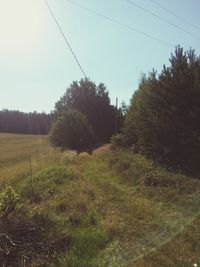 Trees in forest against clear sky