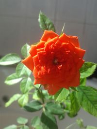 Close-up of flower blooming outdoors