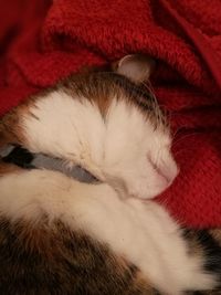 Close-up of cat sleeping