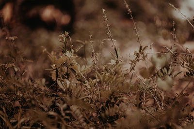 Close-up of dry plants on field
