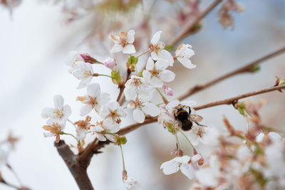 Close-up of cherry blossoms in spring