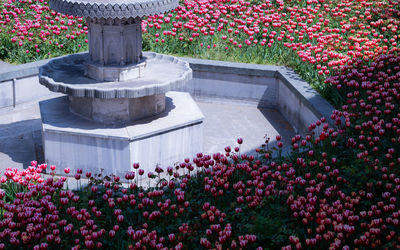 Pink flowering plants in garden