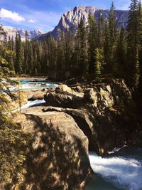 Scenic view of river in forest during winter