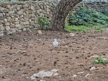 Bird perching on a field