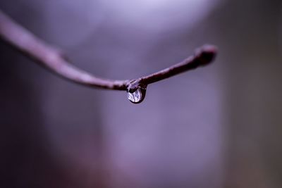 Close-up of water drop on twig