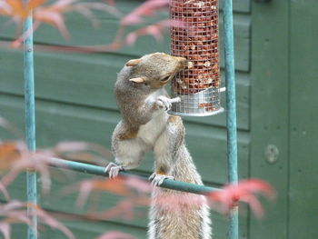 Squirrel on metal