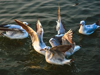 High angle view of seagulls flying over lake