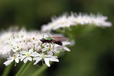 Close-up of fly on white flowers