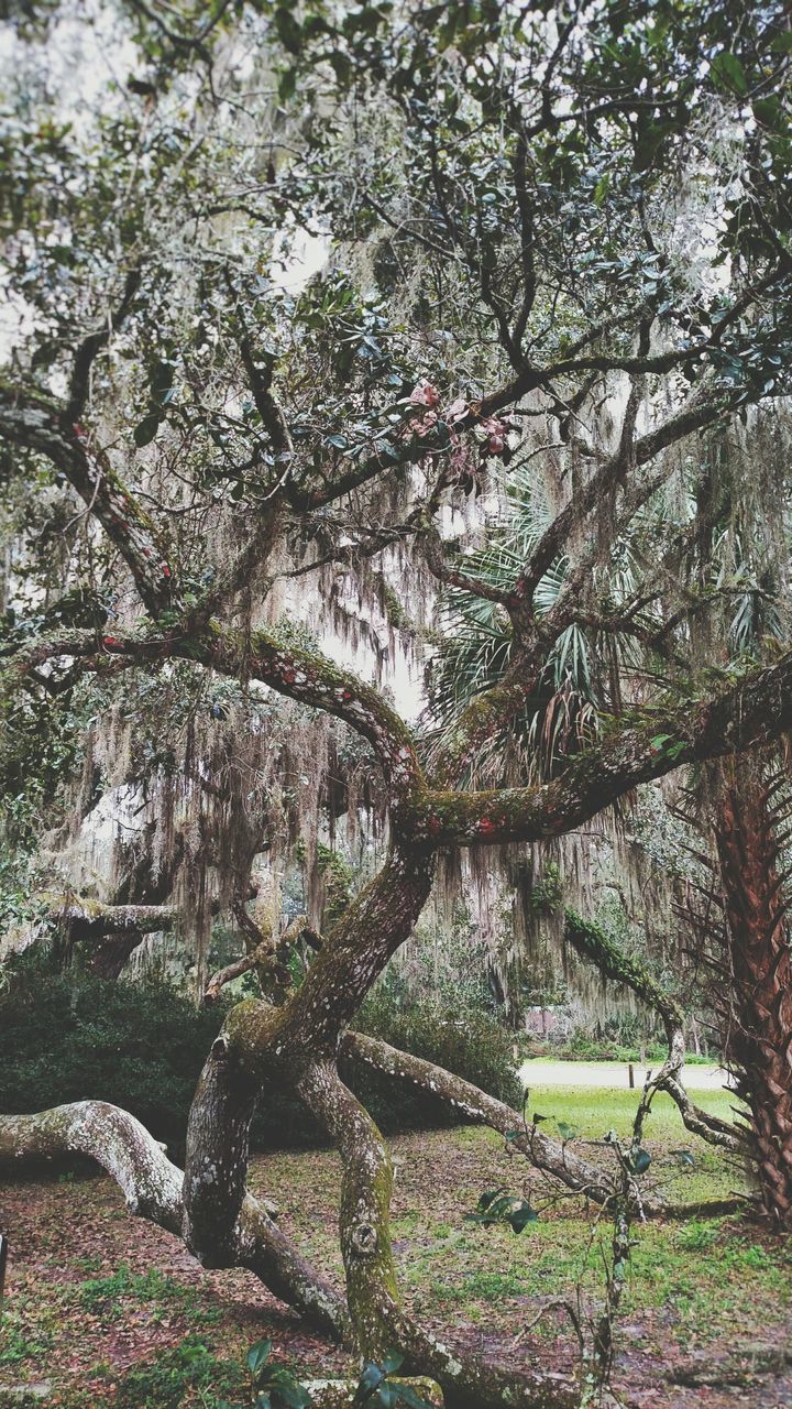 tree, growth, green color, nature, branch, tranquility, tree trunk, beauty in nature, plant, growing, tranquil scene, day, sunlight, park - man made space, outdoors, leaf, scenics, field, no people, low angle view