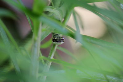 Close-up of snake on plants