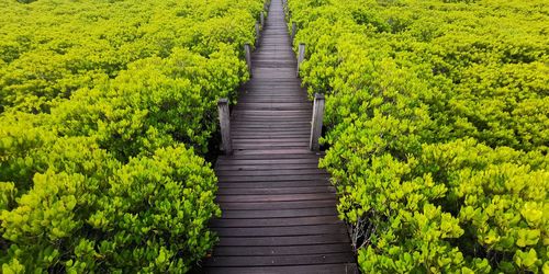 Boardwalk amidst trees in forest