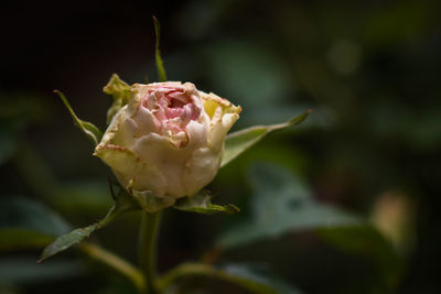 Close-up of rose blooming outdoors