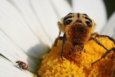 Close-up of bee pollinating on flower