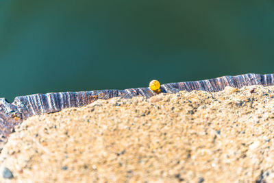 High angle view of insect on wood