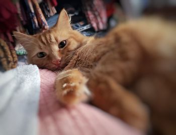 Close-up of cat lying on bed at home