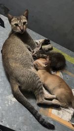 animal themes