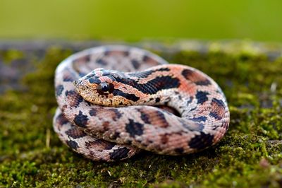 Close-up of a reptile on a land