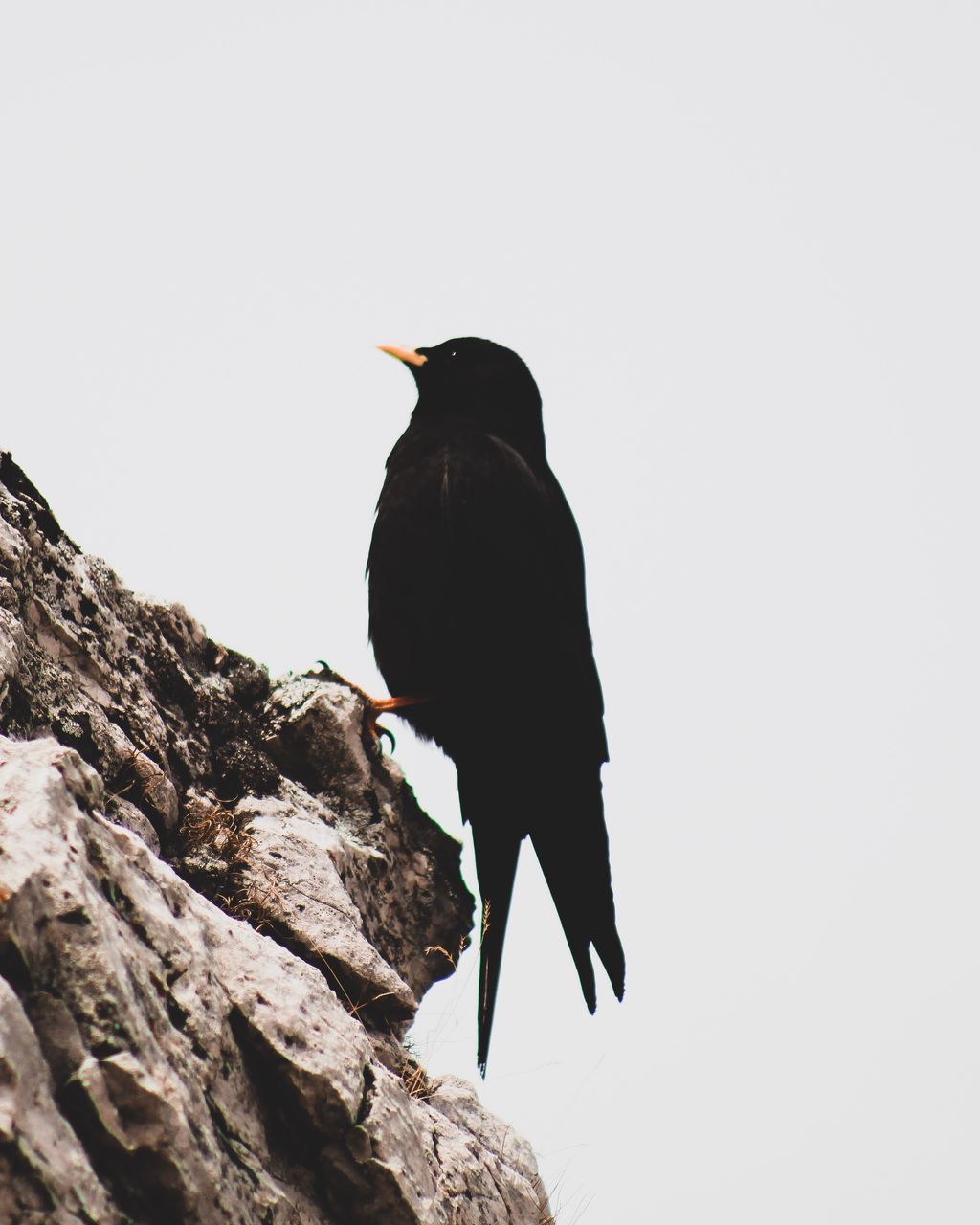 LOW ANGLE VIEW OF A BIRD PERCHING ON ROCK