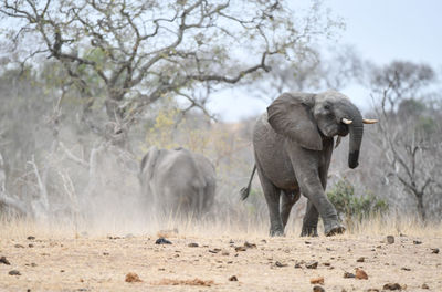 Elephant walking in a field