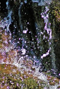 Close-up of tree against water