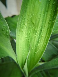 Close-up of wet leaves on rainy day