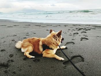 My beach bud enjoying the sand and waves.