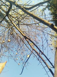 Low angle view of tree against sky