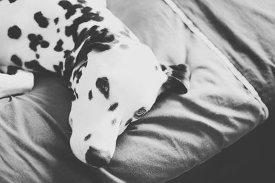 High angle portrait of dog lying on bed at home