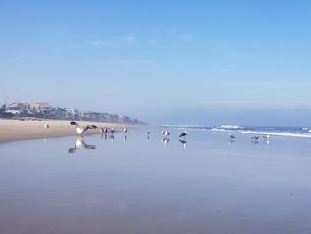 Flock of birds on the beach