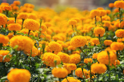 Close-up of marigold flowers on field