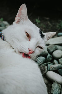 Close-up of cat