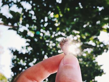 Low angle view of person hand holding tree