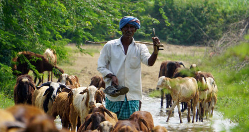 View of cows on farm