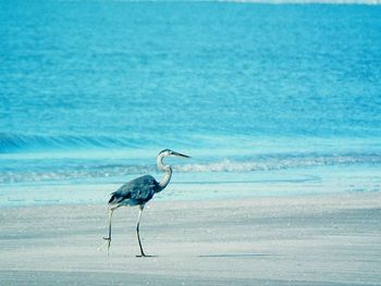 Heron on beach