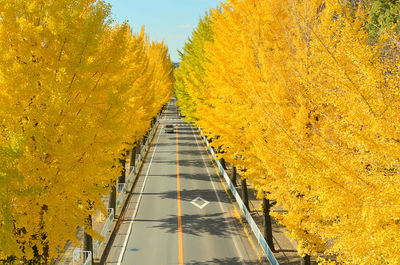 Road amidst yellow trees during autumn