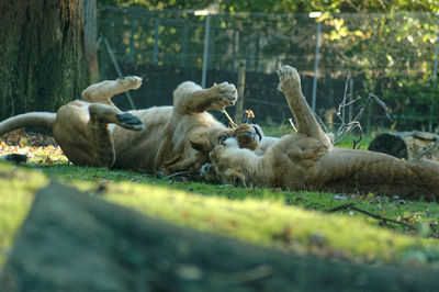 Lions lying on field at zoo