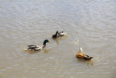 High angle view of ducks swimming in lake